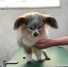 ミルクちゃんのトリミング あおぞら動物病院