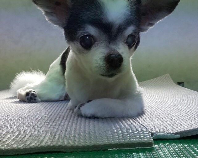 みるくちゃんのトリミング あおぞら動物病院