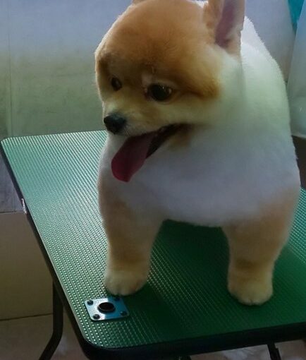 うみくんのトリミング あおぞら動物病院